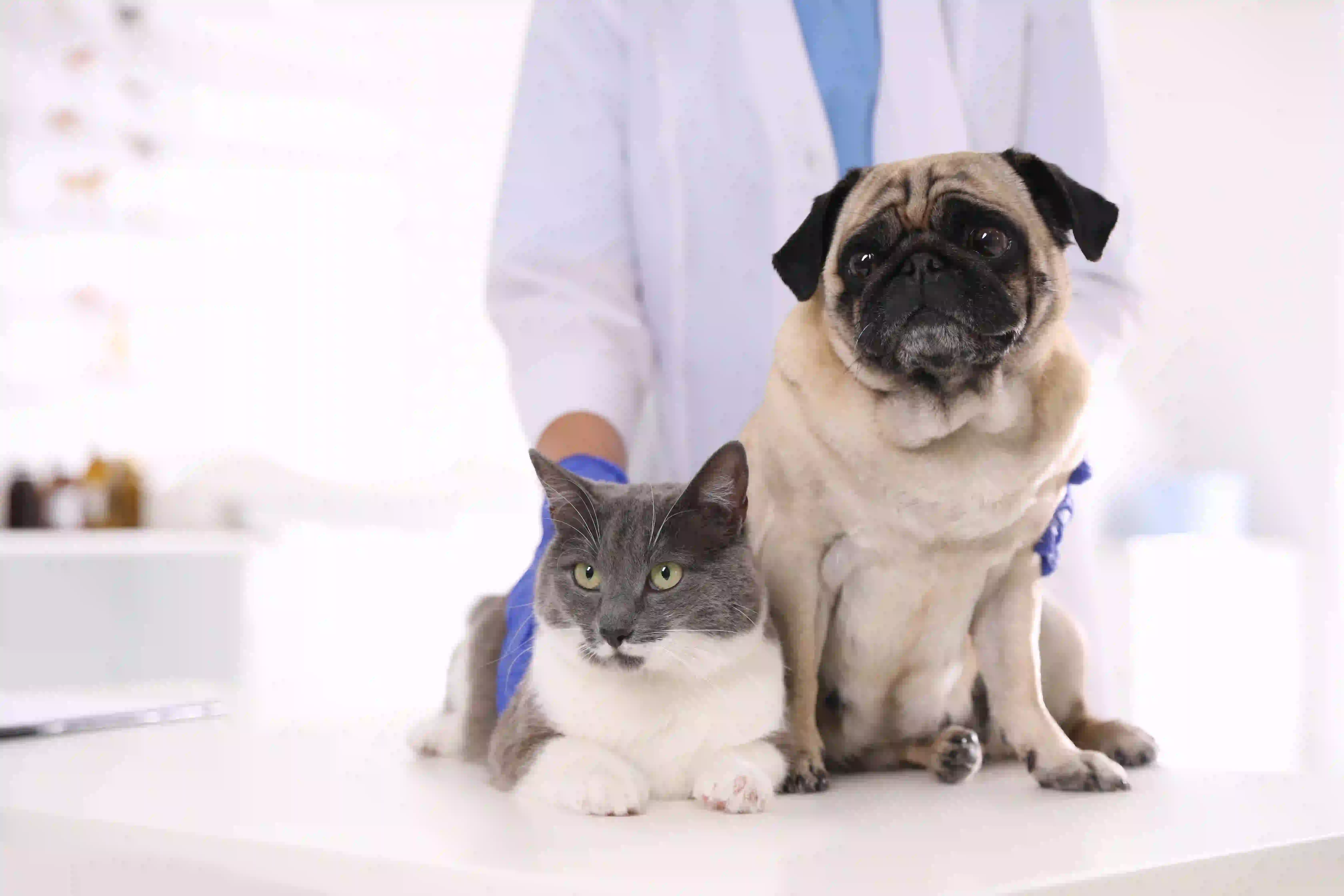 Cubre económicamente las emergencias de tu mascota